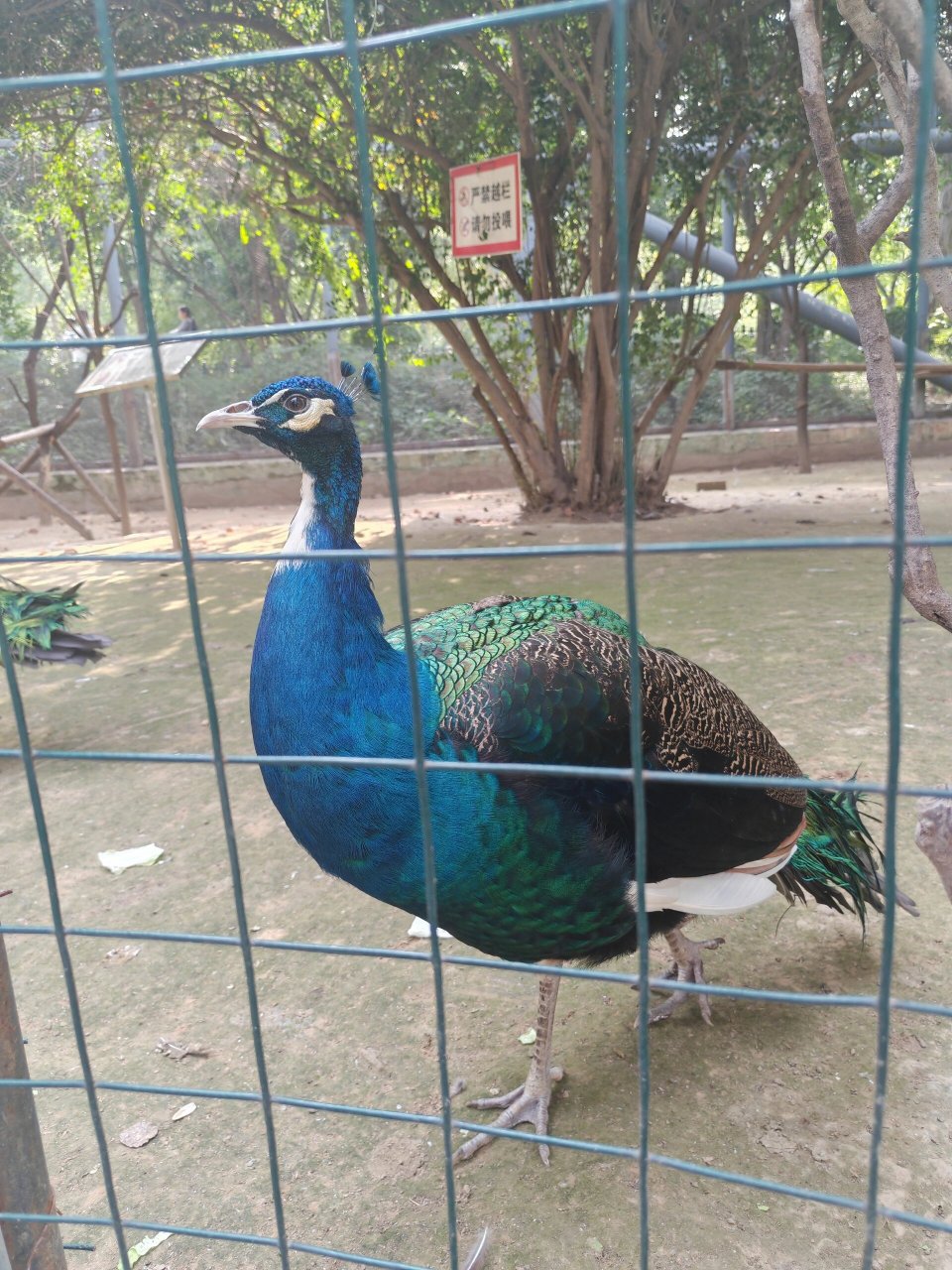 济南动物园一日游  早早出发去济南动物园,周末人挺多,停车不好停,带