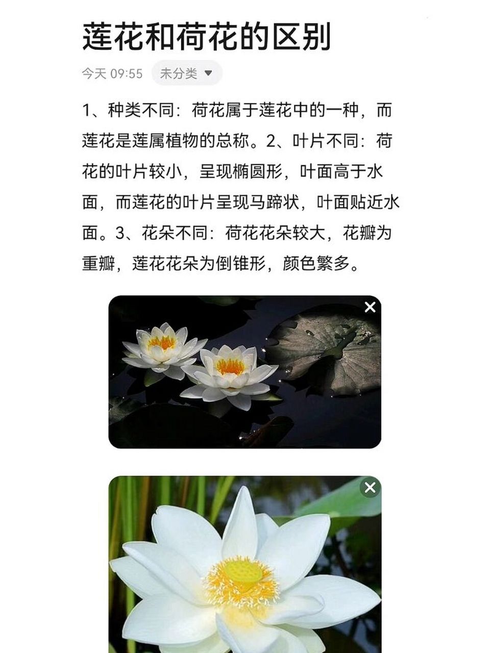 莲花的种类及名称图片图片