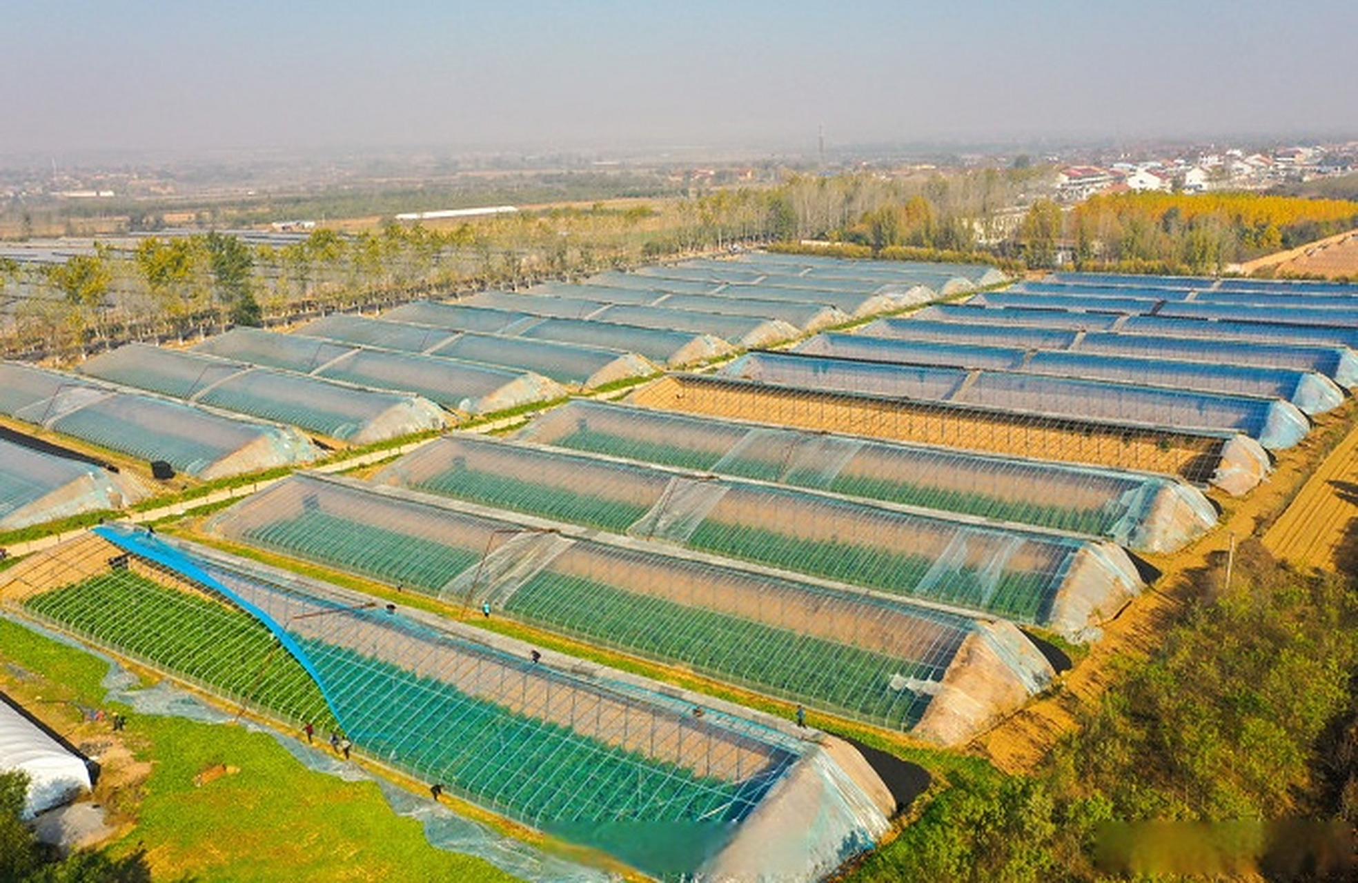 在运城市夏县南大里乡南郭村蔬菜基地,菜农抢时给设施大棚覆盖加厚