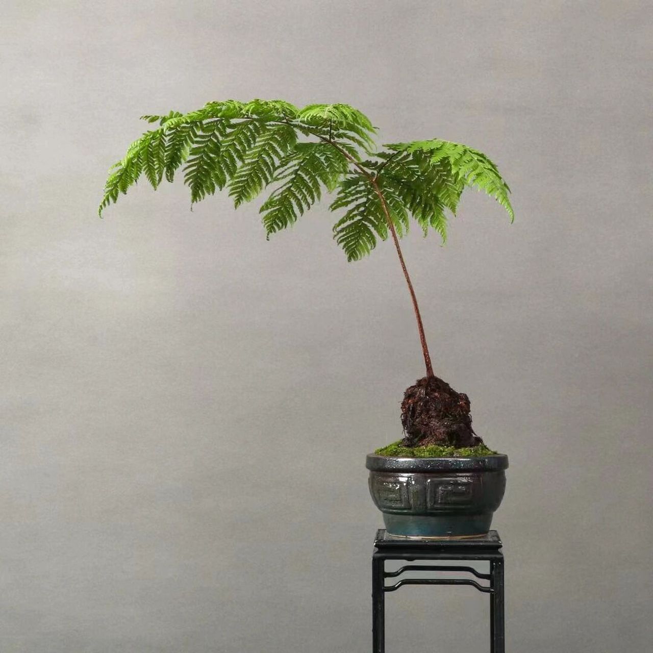 大头红鳞蕨,室内盆景,多年生草本植物,耐 大头红鳞蕨,室内盆景,多年生