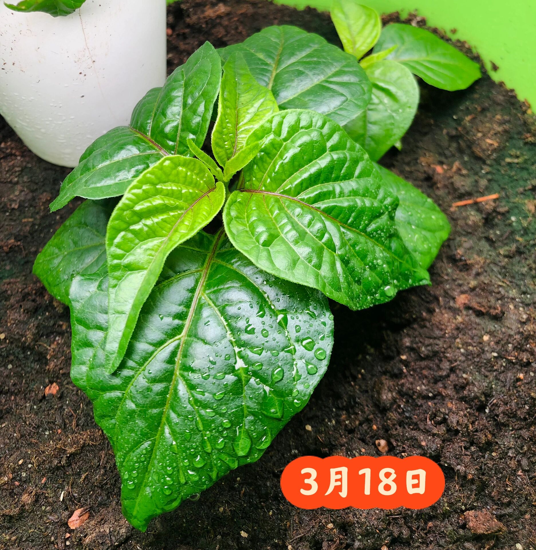 一棵哈瓦那辣椒的成长史 从2月23发芽🌱到6.