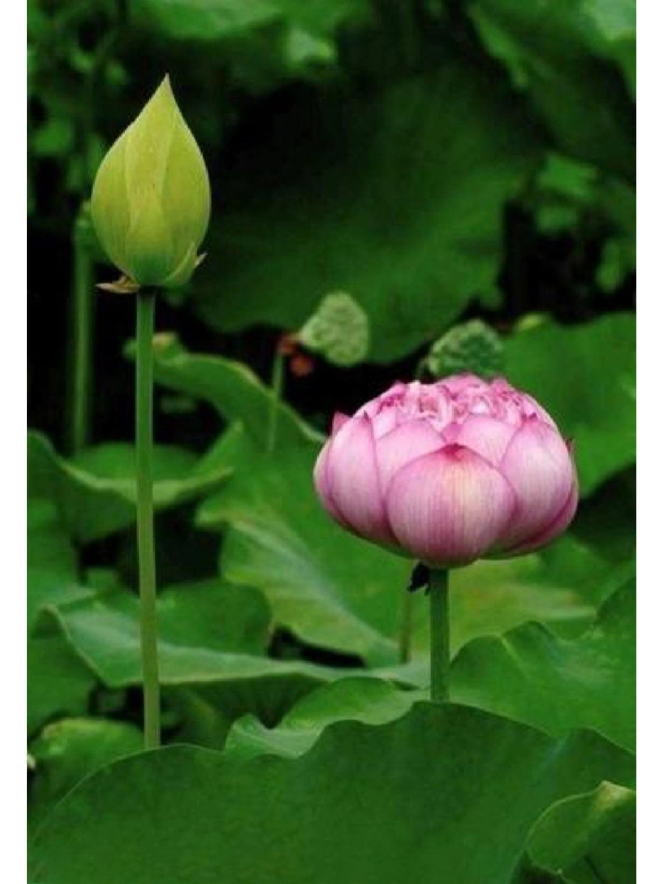 近期喜欢的荷花图片(88) 含苞待放的精彩～ 	 都是很喜欢的荷花图片