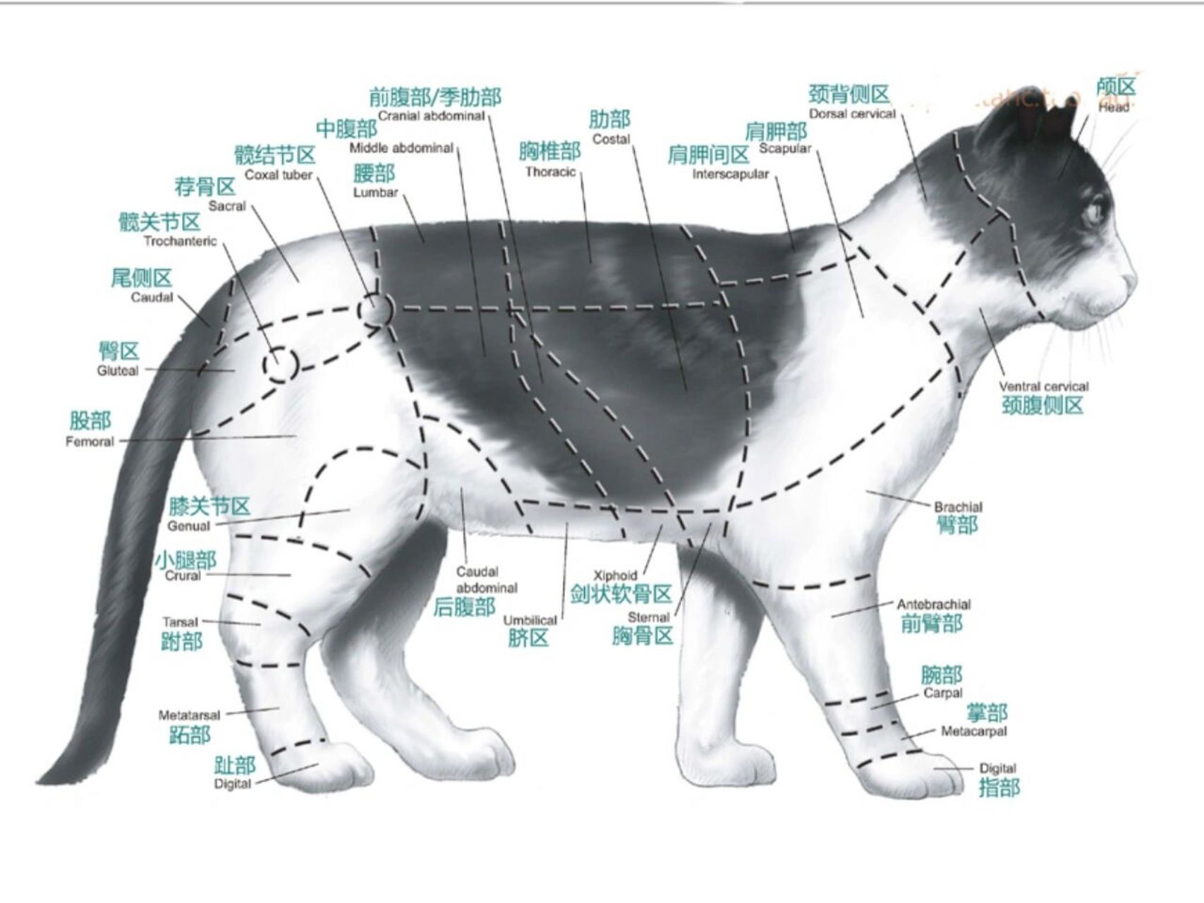 猫的解剖图及各部名称图片