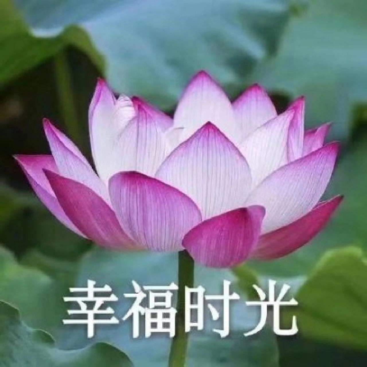 成熟文艺端庄大气的头像分享 给你带来好运的头像
