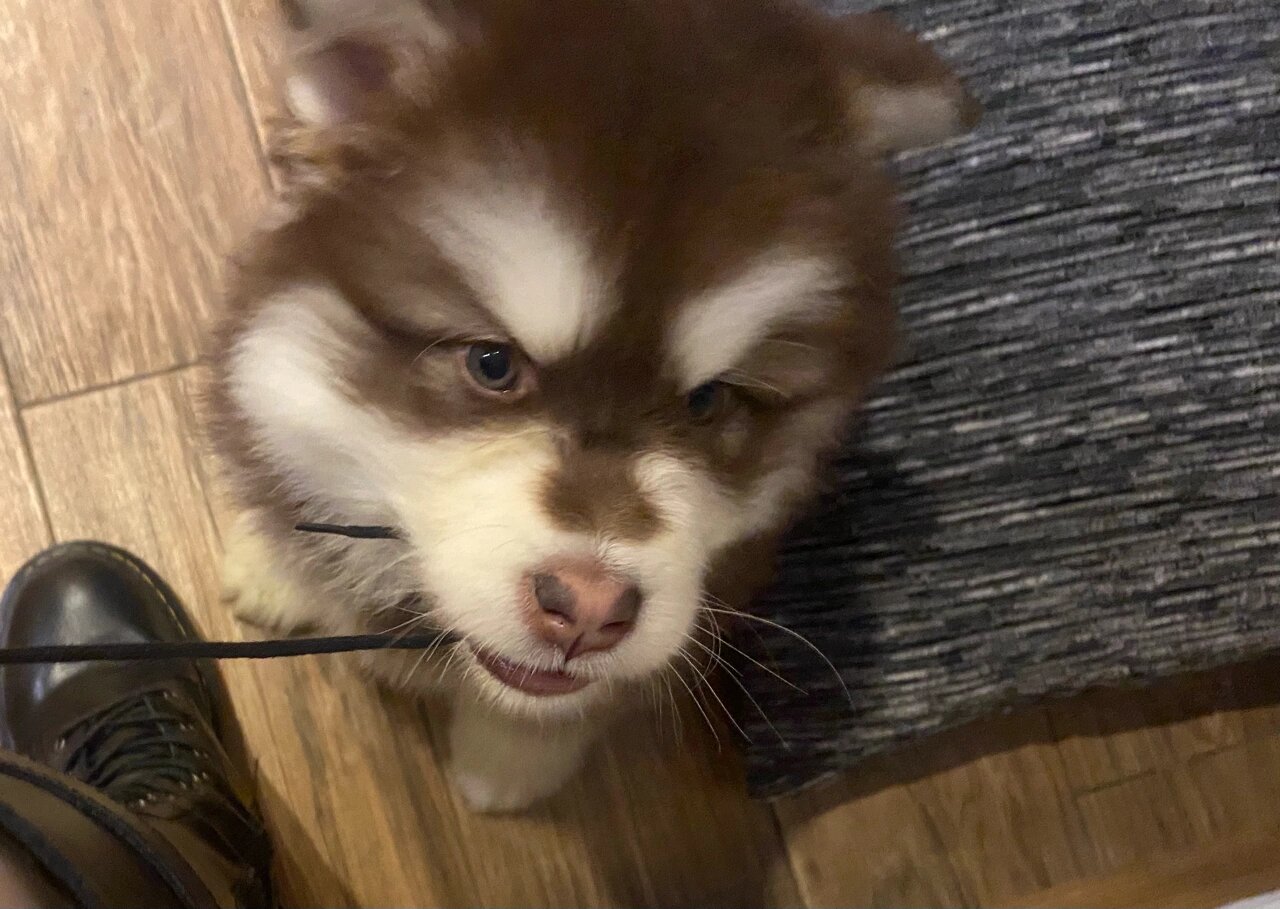 两个月的阿拉斯加犬