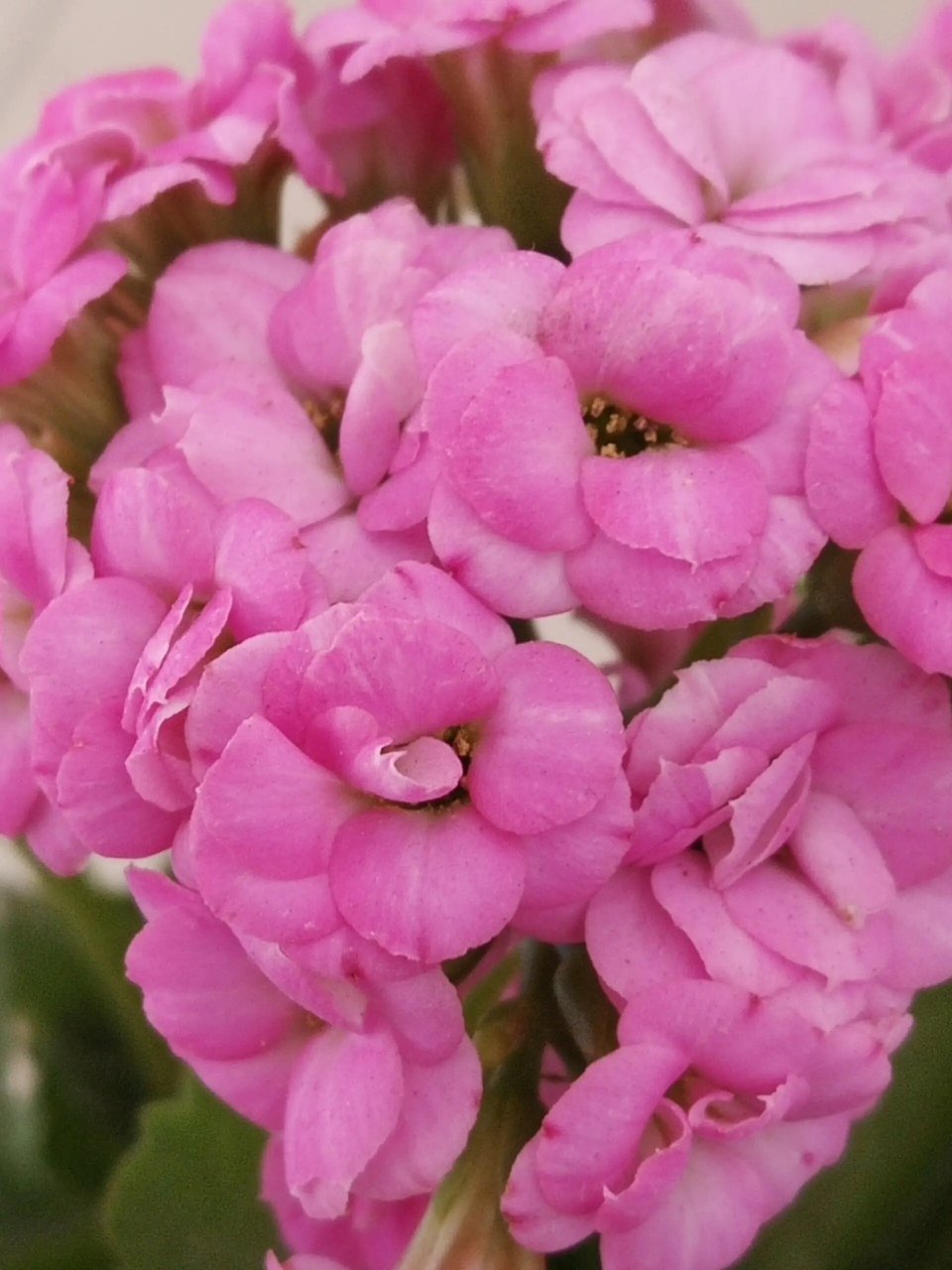 长寿花泽塔~ 越晒越紫 真的好喜欢这个颜色[舔屏]