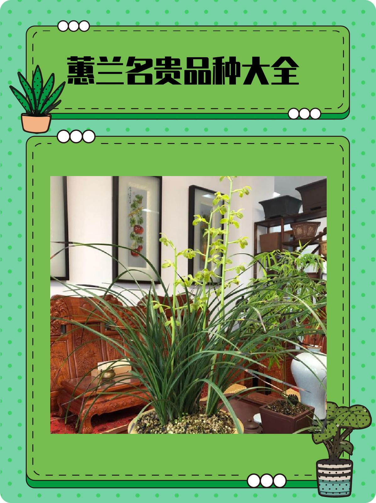 蕙兰名贵品种大全