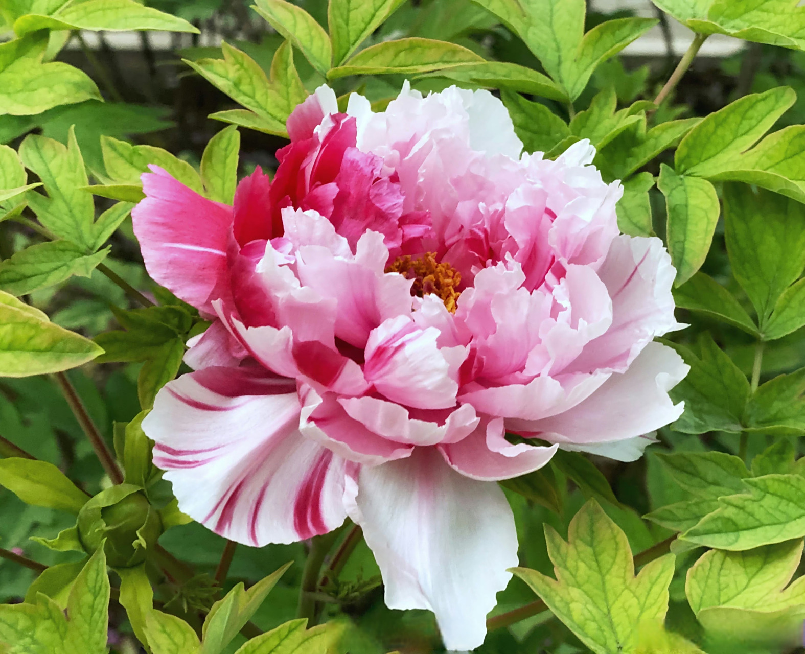 四月为爱奔赴洛阳##中国洛阳牡丹文化节# 岛锦牡丹,也称二乔[心]