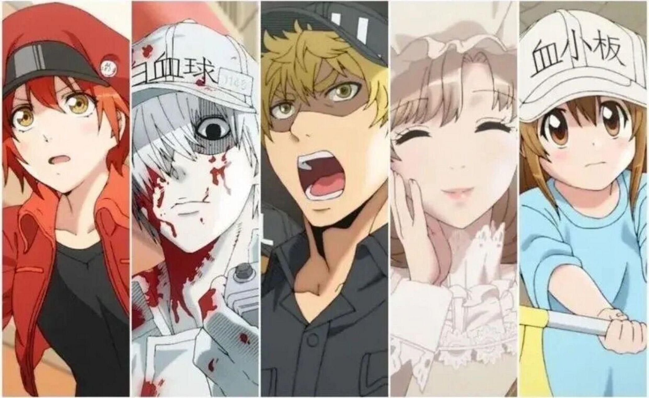 工作细胞之红白细胞和血小板之谜 其实白细胞和红细胞可以繁殖会产生