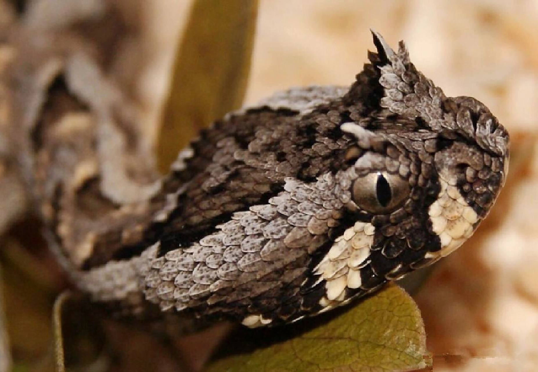 红粉栏|01 多角咝蝰 (有粉丝有想了解的动物,所以