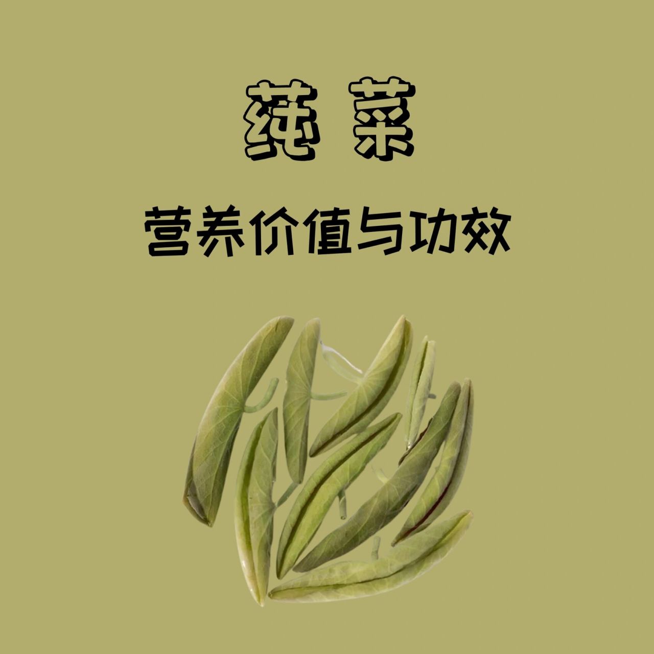 莼菜4⃣️9⃣️ 🌈莼菜,又名马蹄菜,湖菜