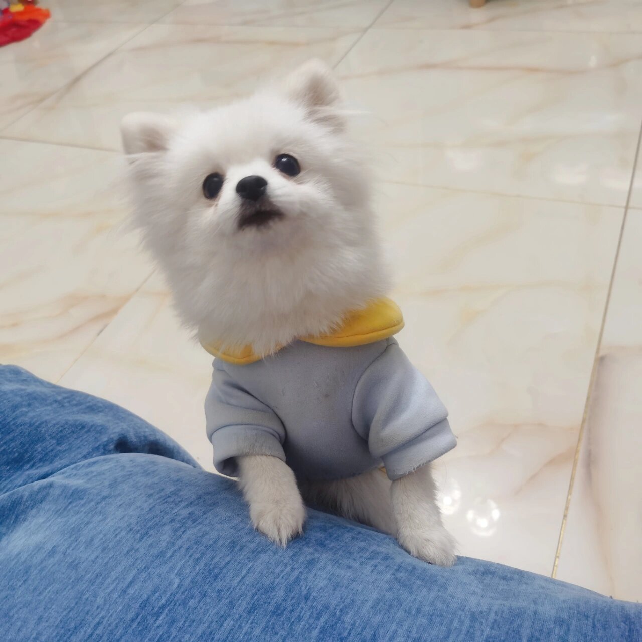 六个月的博美终于立耳啦!