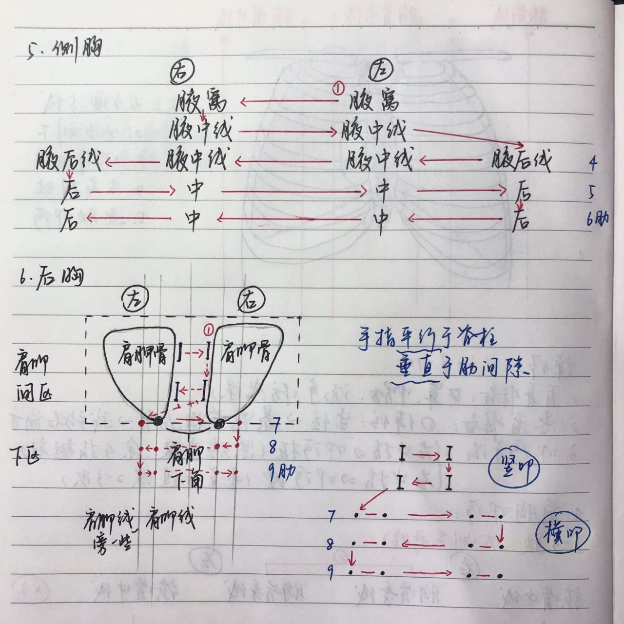 恭喜你刷到我 今天必教会你肺部叩诊 心肺查体简直是体格检查里最难的