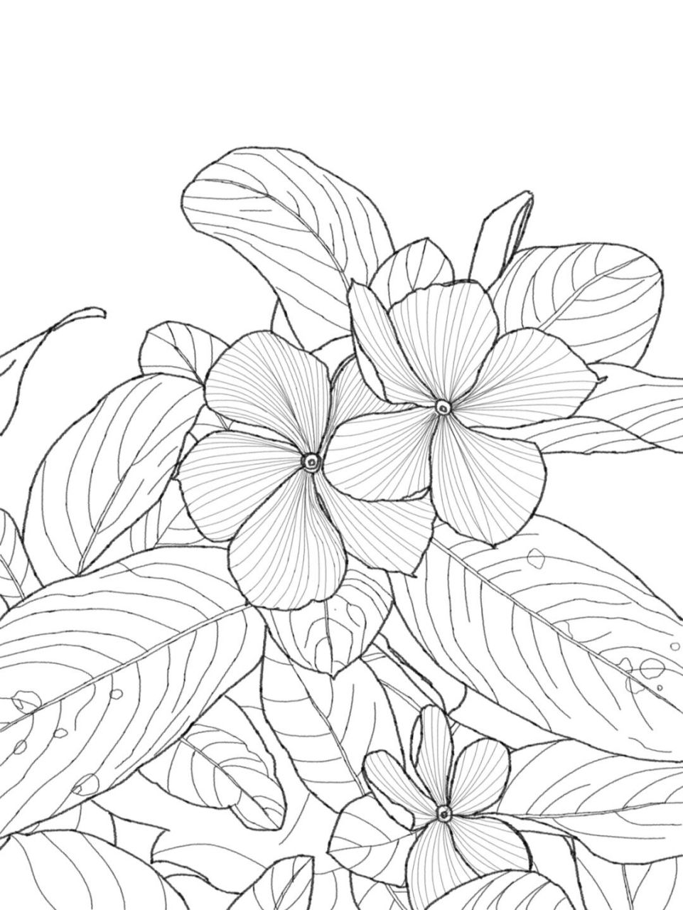 原创练习|一丛长春花(附线稿) #我的日常# #画画