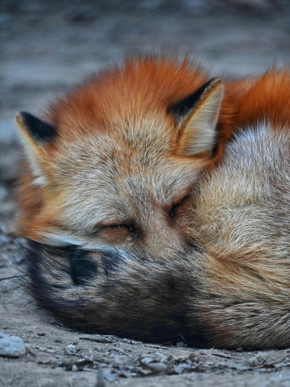 北京动物园丨除了明星动物还能看什么 超级喜欢动物,不管是否稀有或