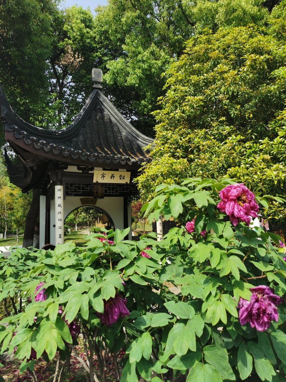 地铁五号线2口出来就是灵岩山房牡丹园,门面是复新春苏式面馆,里面