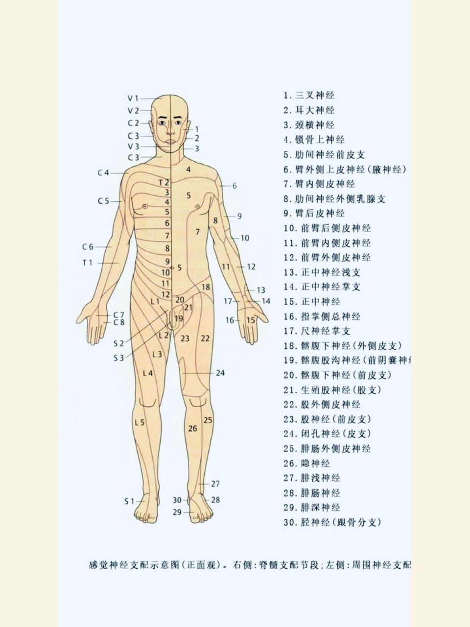 神经感觉平面分布图图片