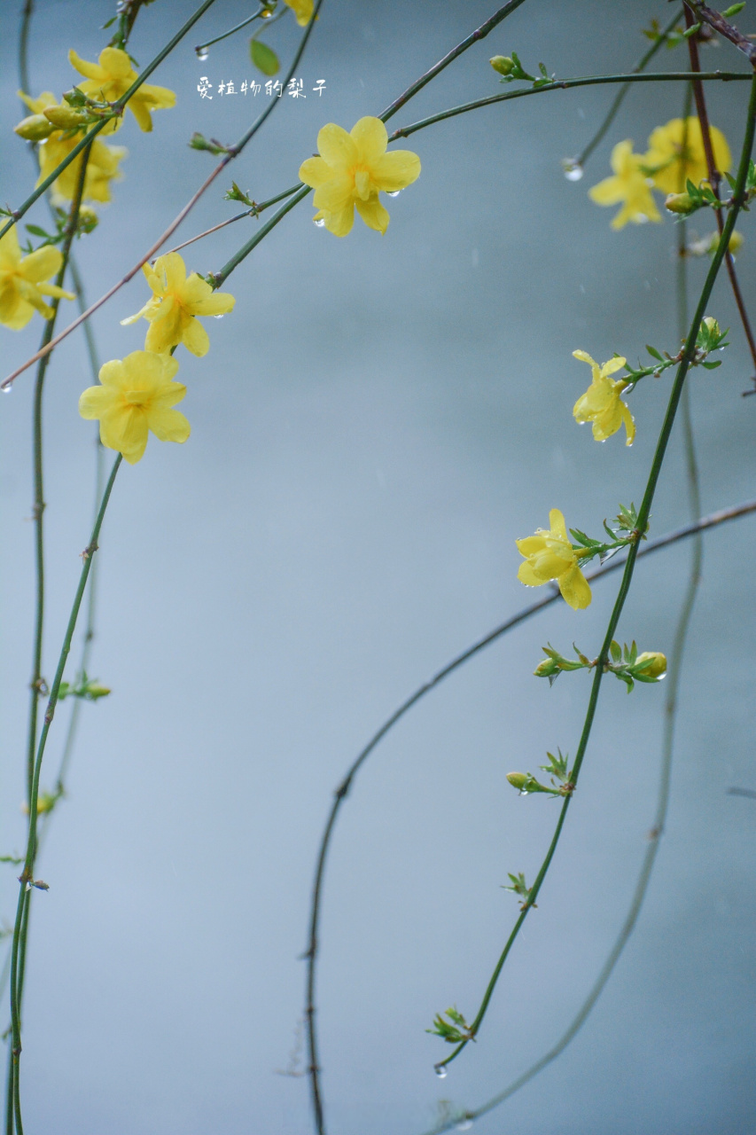 雨中逢花  野迎春