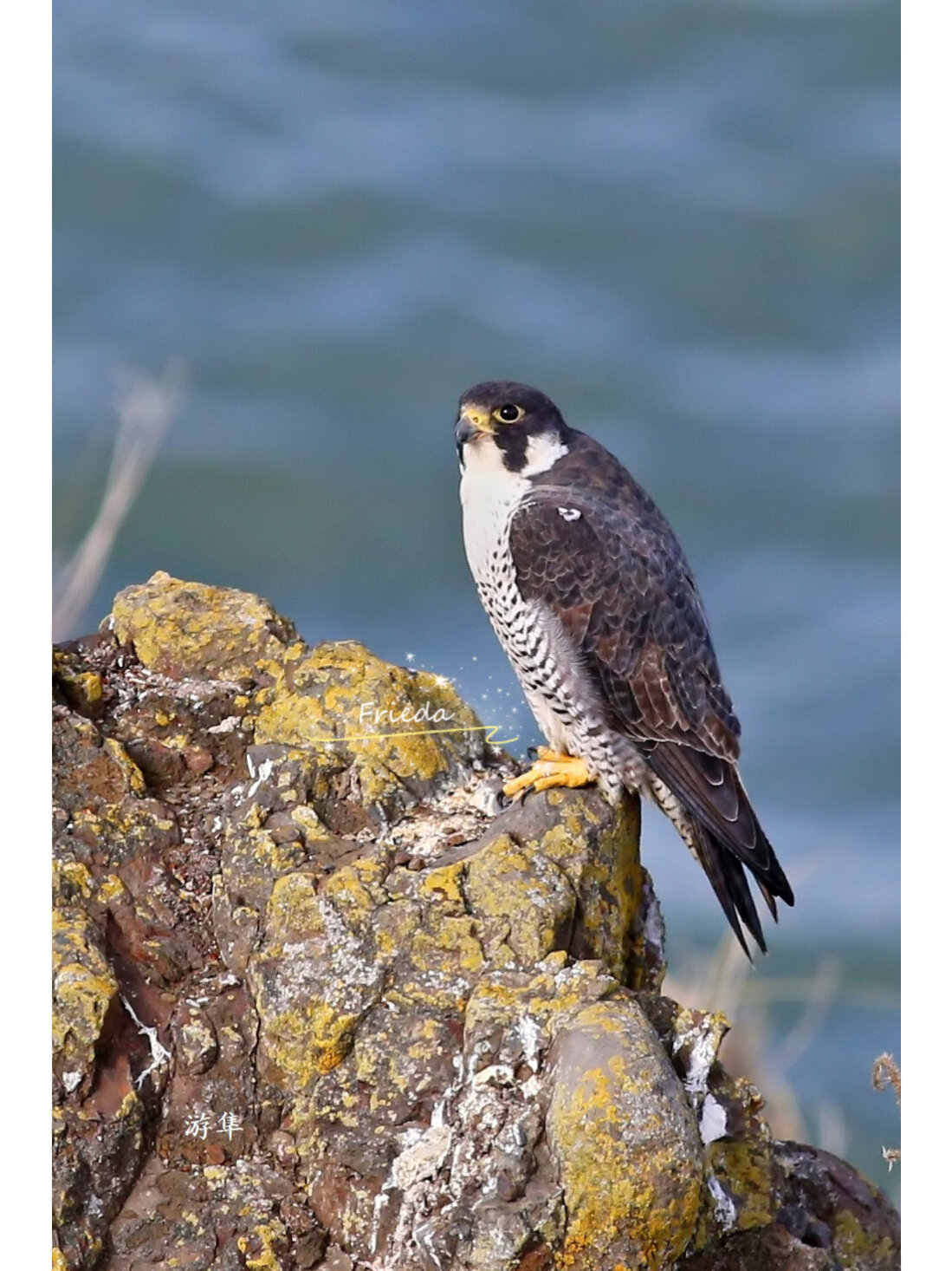 在几乎望不见的悬崖顶上,一只鸟正在俯视着它的领域.