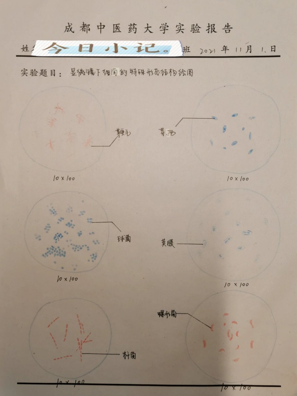 病原微生物红蓝手绘图 显微镜下细菌的特殊结构 1.鞭毛 2.芽孢 3.