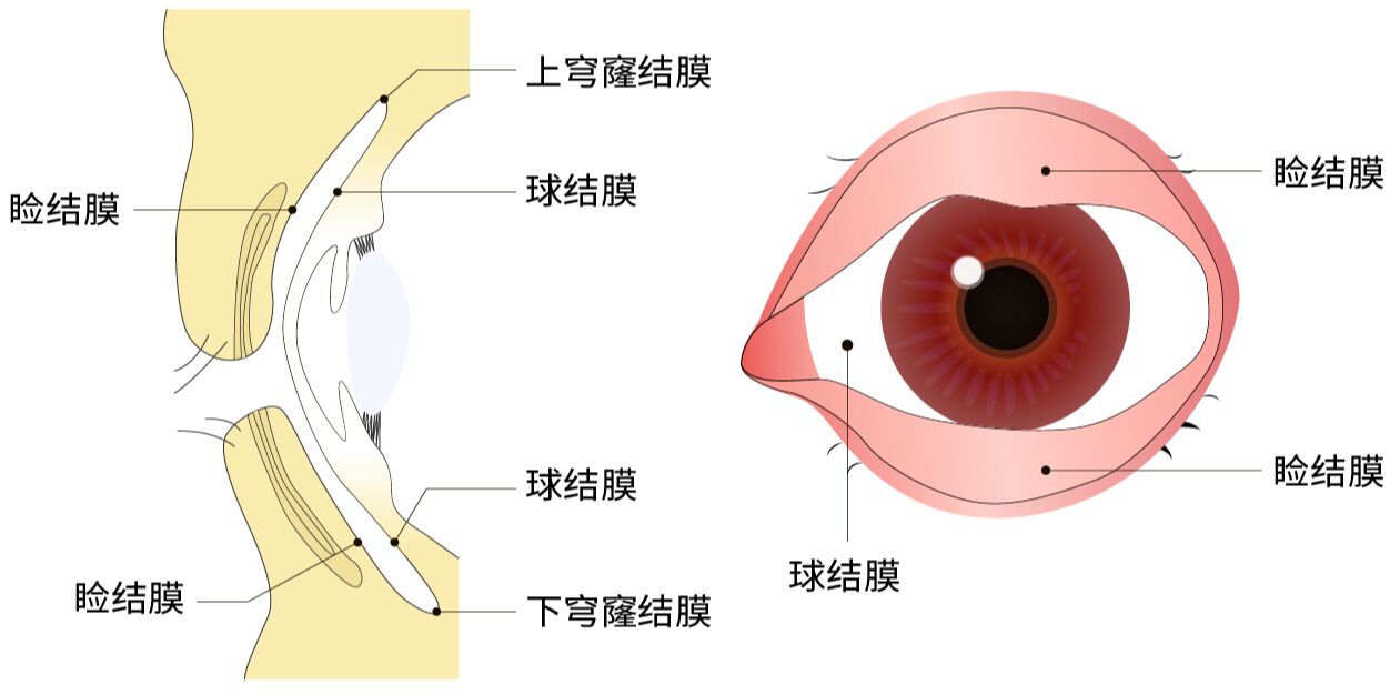 结膜的位置(图)图片