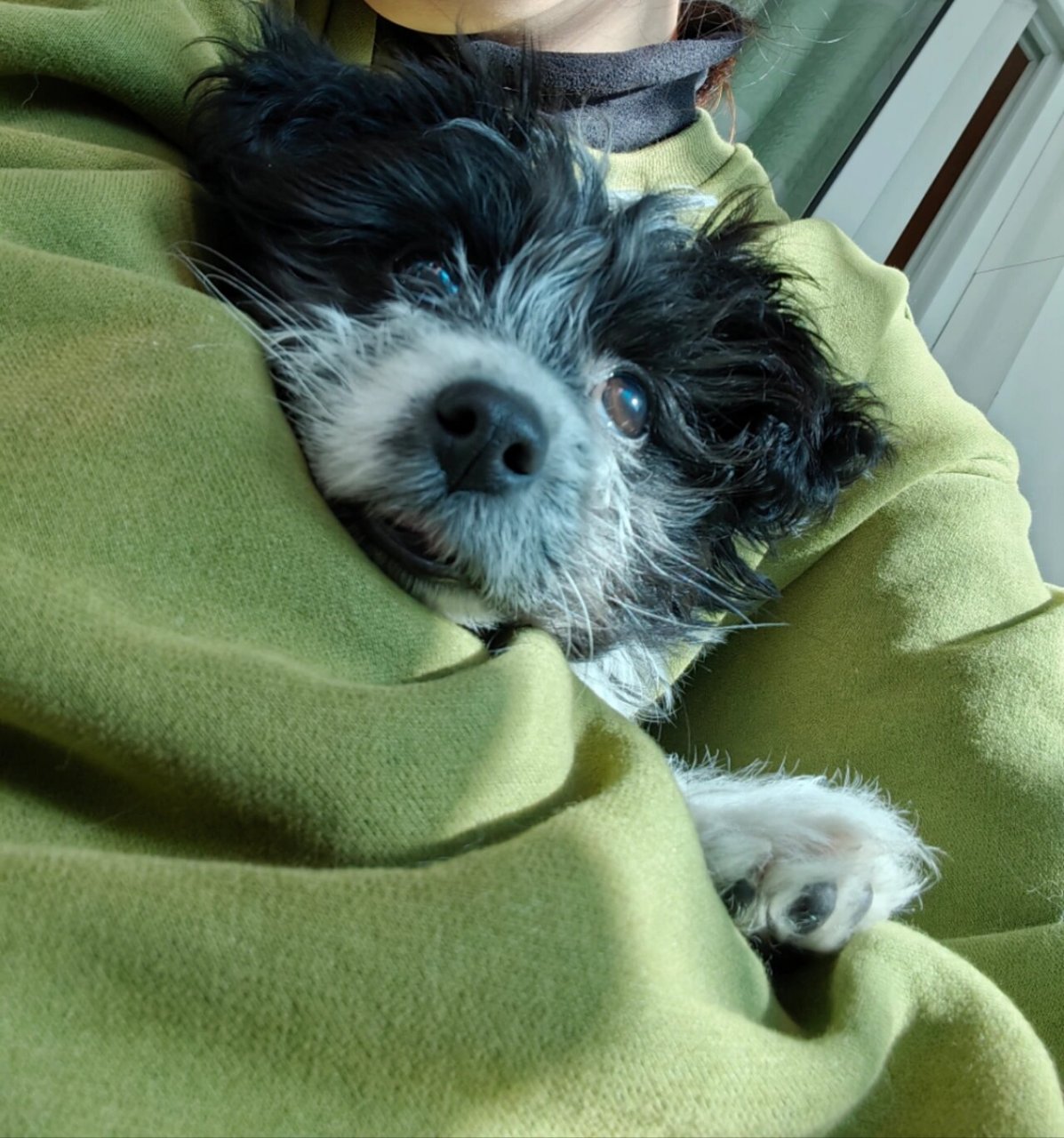 这个是边牧和泰迪的串吗