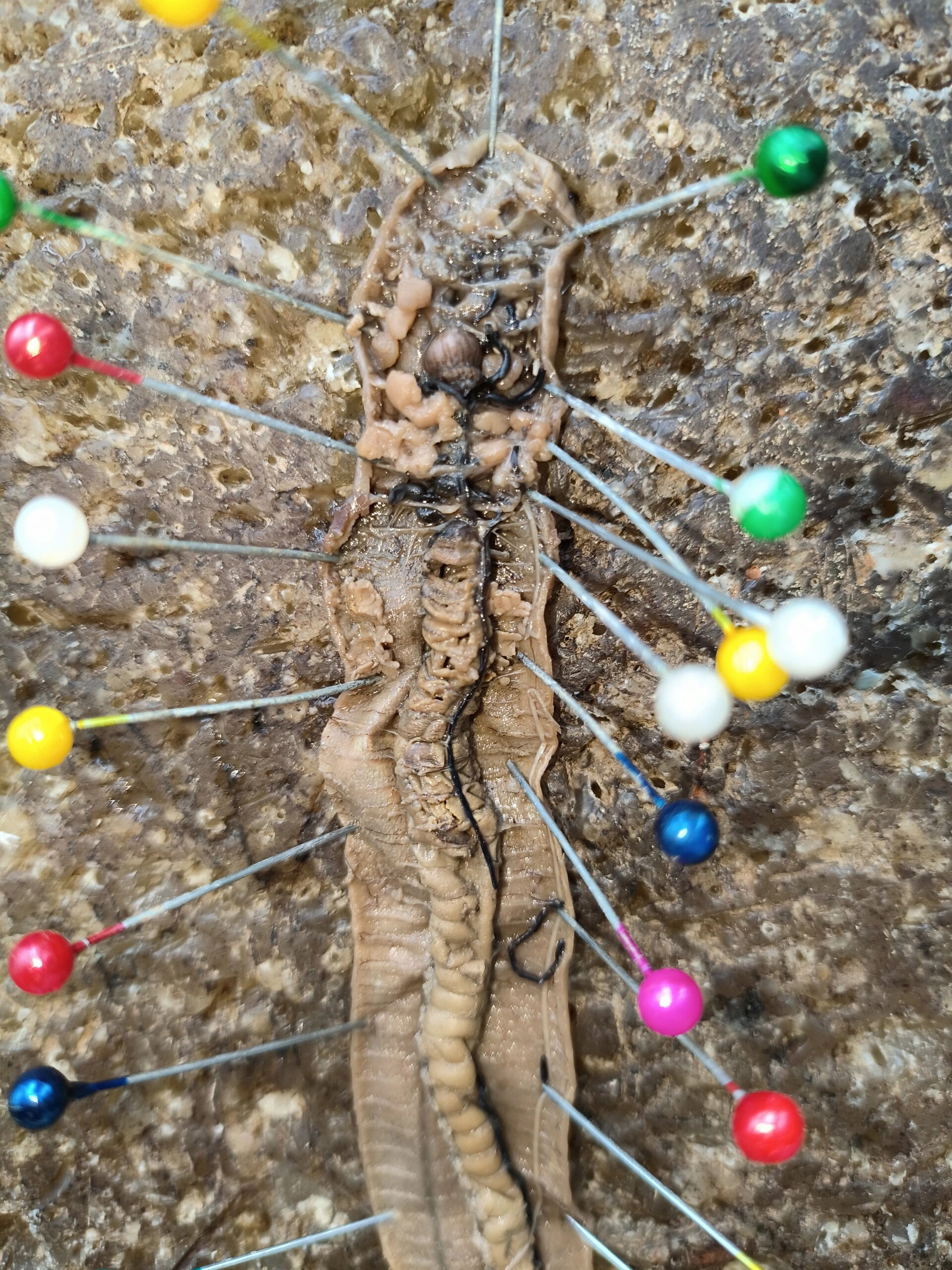 6015学习干货丨环毛蚓外形观察与内部解刨 集美門俺来啦,这次与