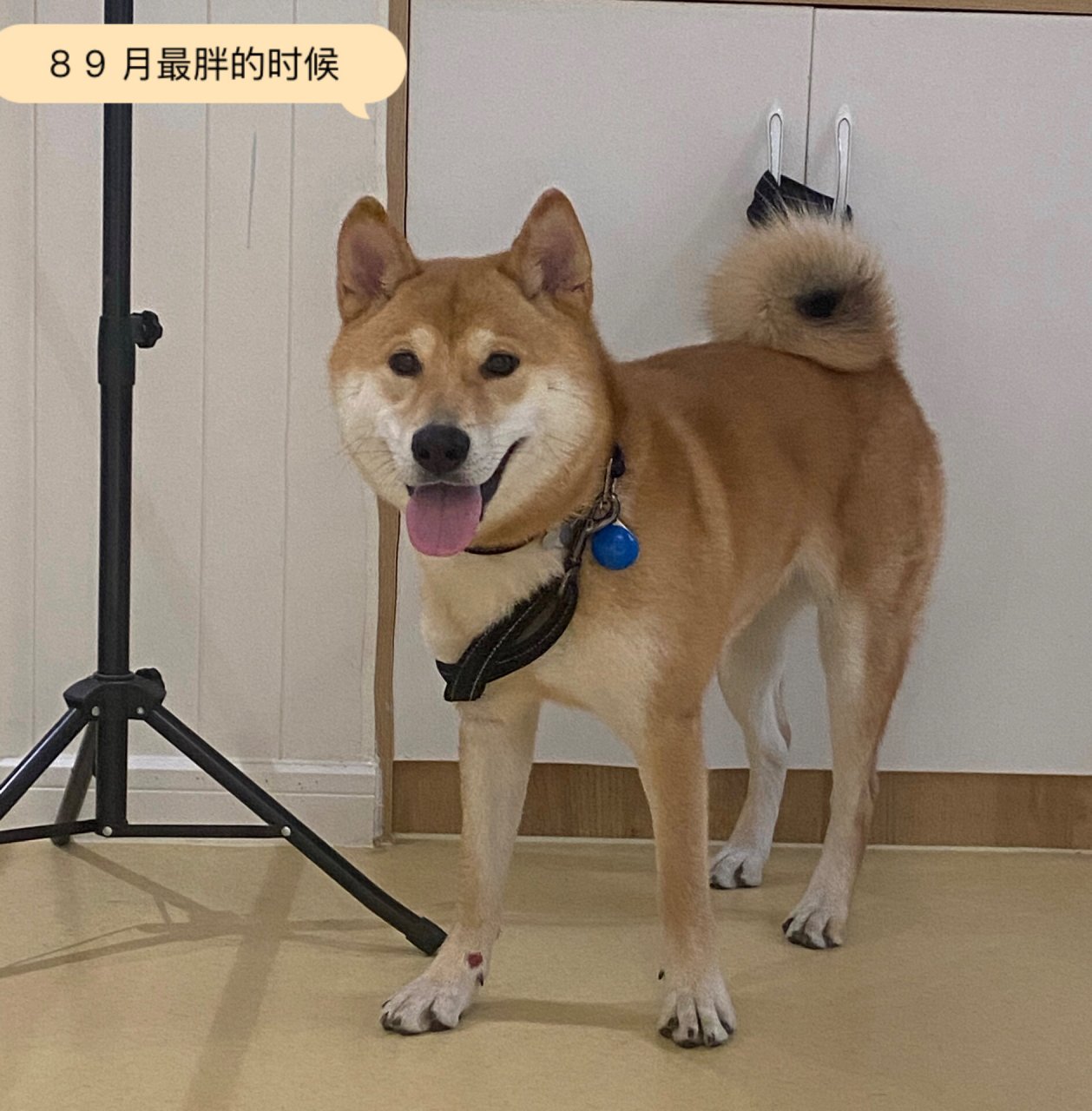 柴犬和土狗的杂交图片