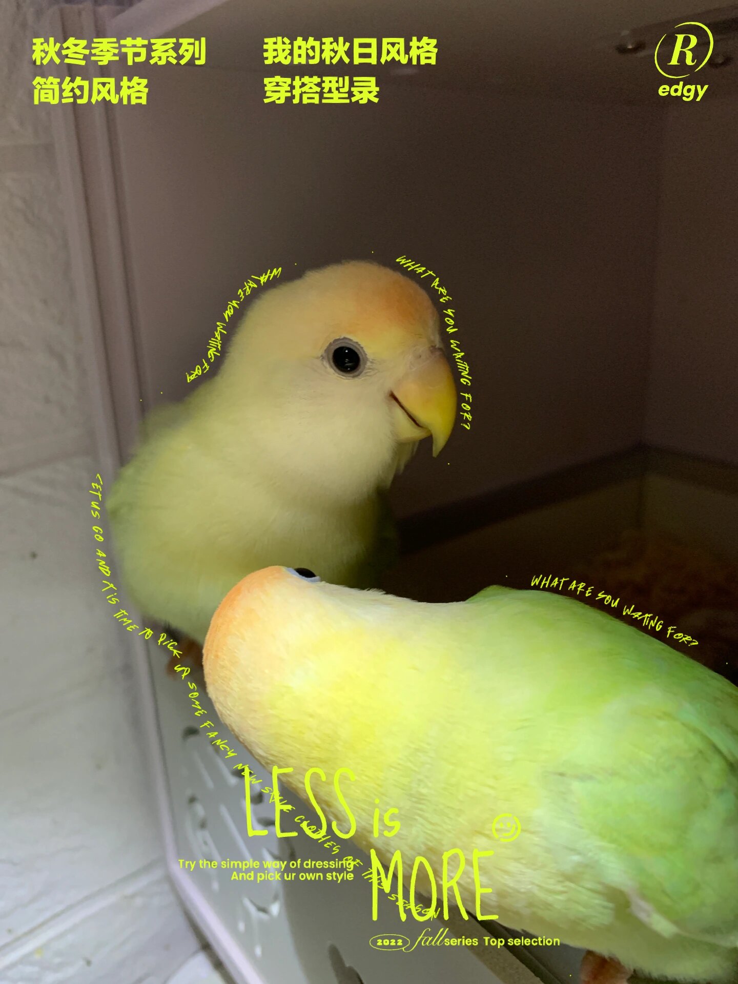 白面金顶苹果绿澳闪牡丹鹦鹉