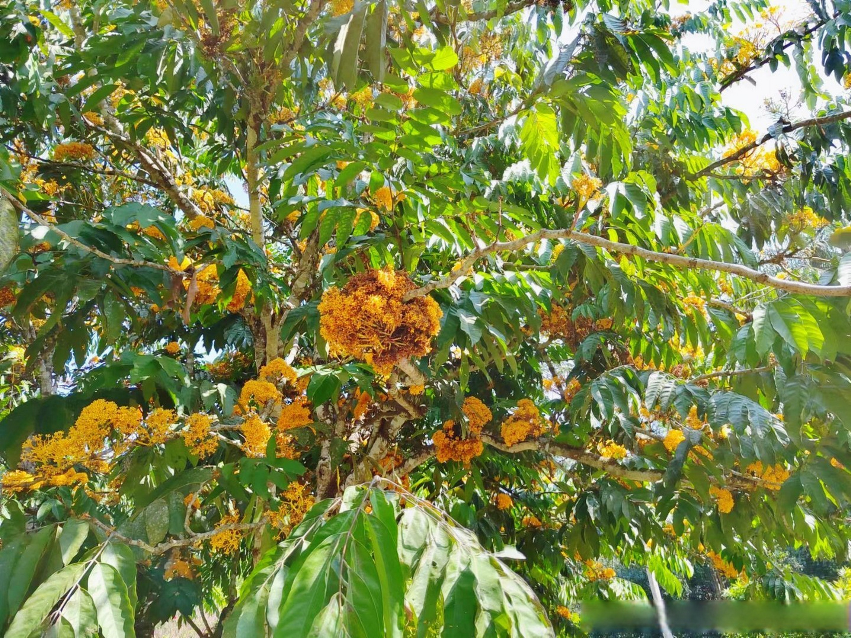 无忧花又名火焰花,乔木,豆科无忧花属,产于云南东