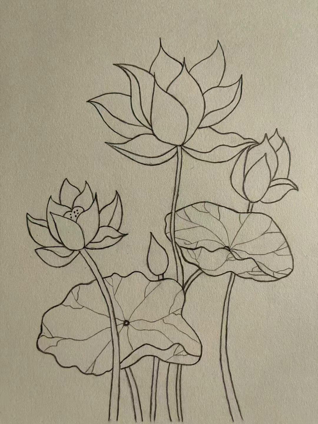 荷花图片 绘画 想画荷花不知道怎么画的伙伴快来看看吧,这里有超级