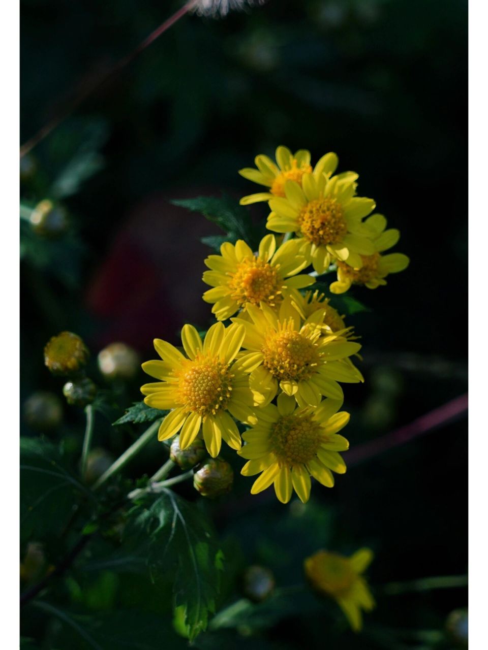 野菊花|山菊花 《野菊》  杨万里(南宋) 未与骚人当糗粮,况随流俗作