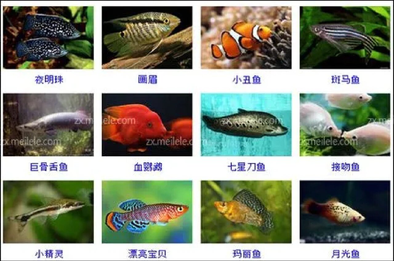 鱼的种类 名字图片