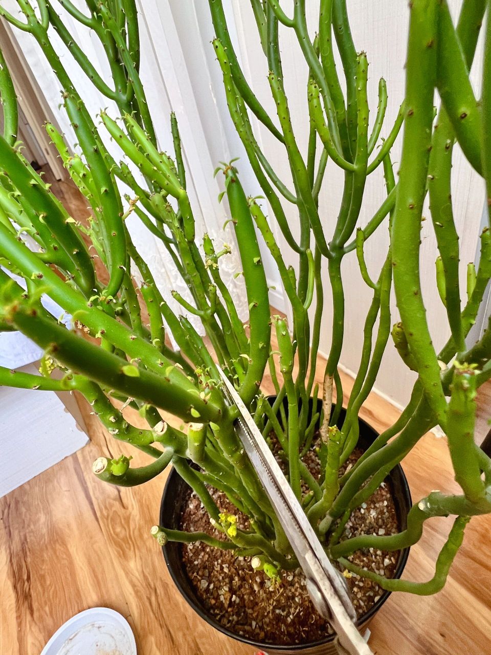 多肉珊瑚棒扦插方法  家里珊瑚棒长得太高啦,想扦插两盆,今天给大家