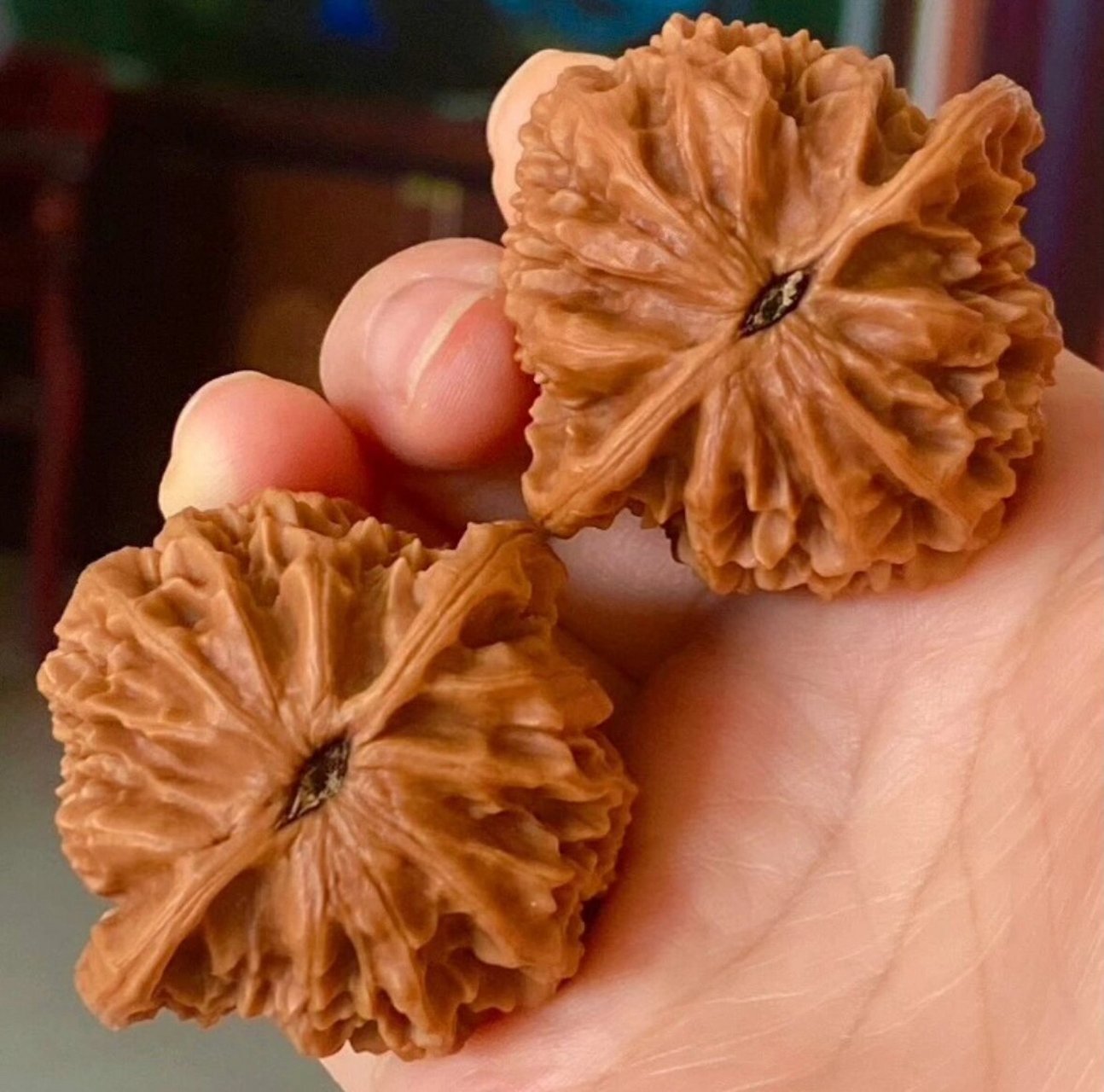 龙鳞纹狮子头核桃文玩!品相俱佳,油红皮儿! 边42.