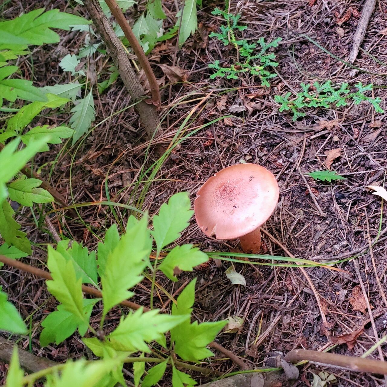 东北采蘑菇的季节终于到了!
