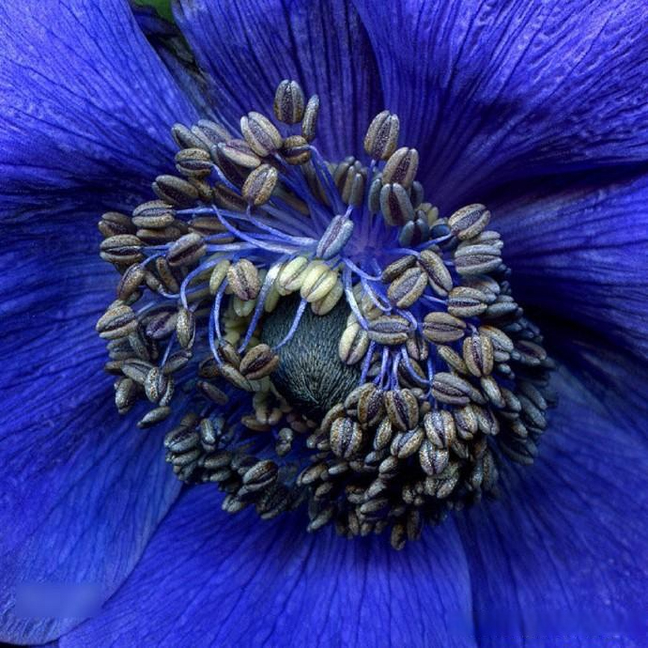 【关于花蕊的微距摄影作品】 摄影师:magda indigo 充电啦,新学期