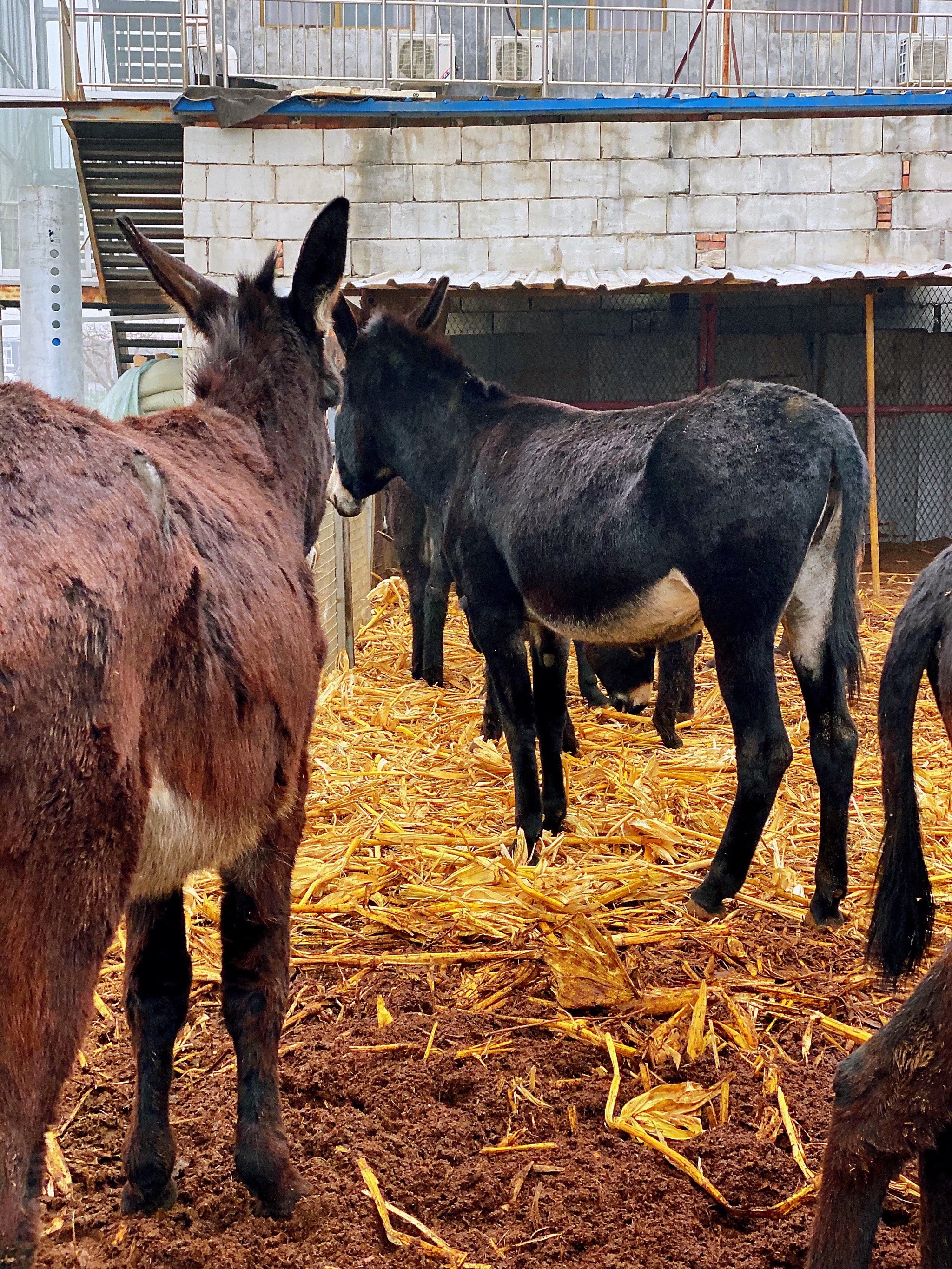 驴肉店养的驴