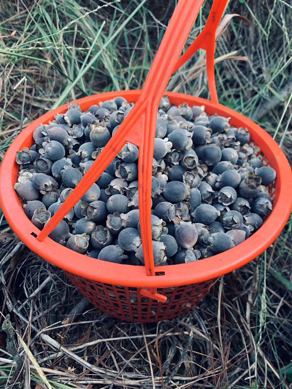 初秋的野果季,这个昨天朋友新鲜采摘的.