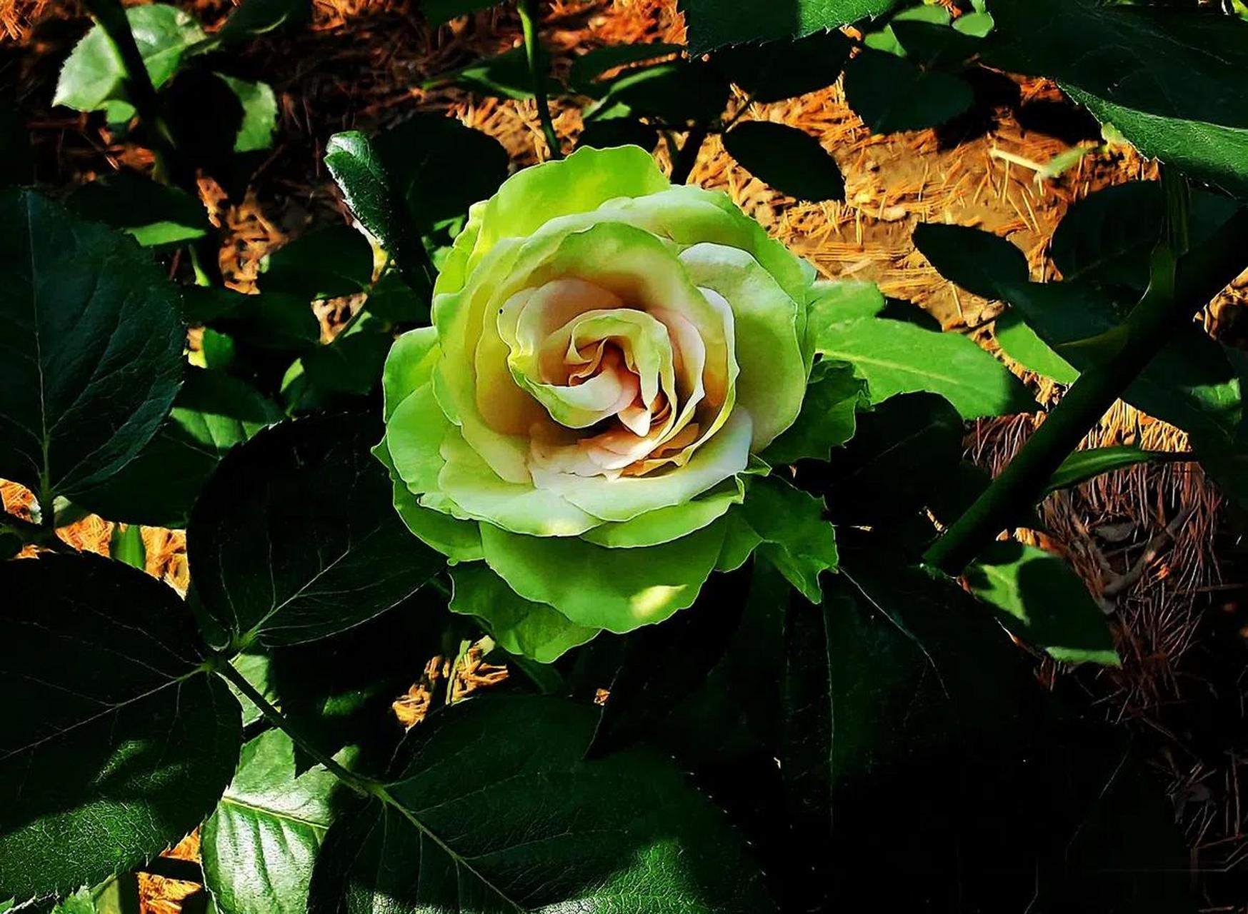 当提及"绿星"月季时,我们不禁想起了它那独特的品种与令人着迷的绿色