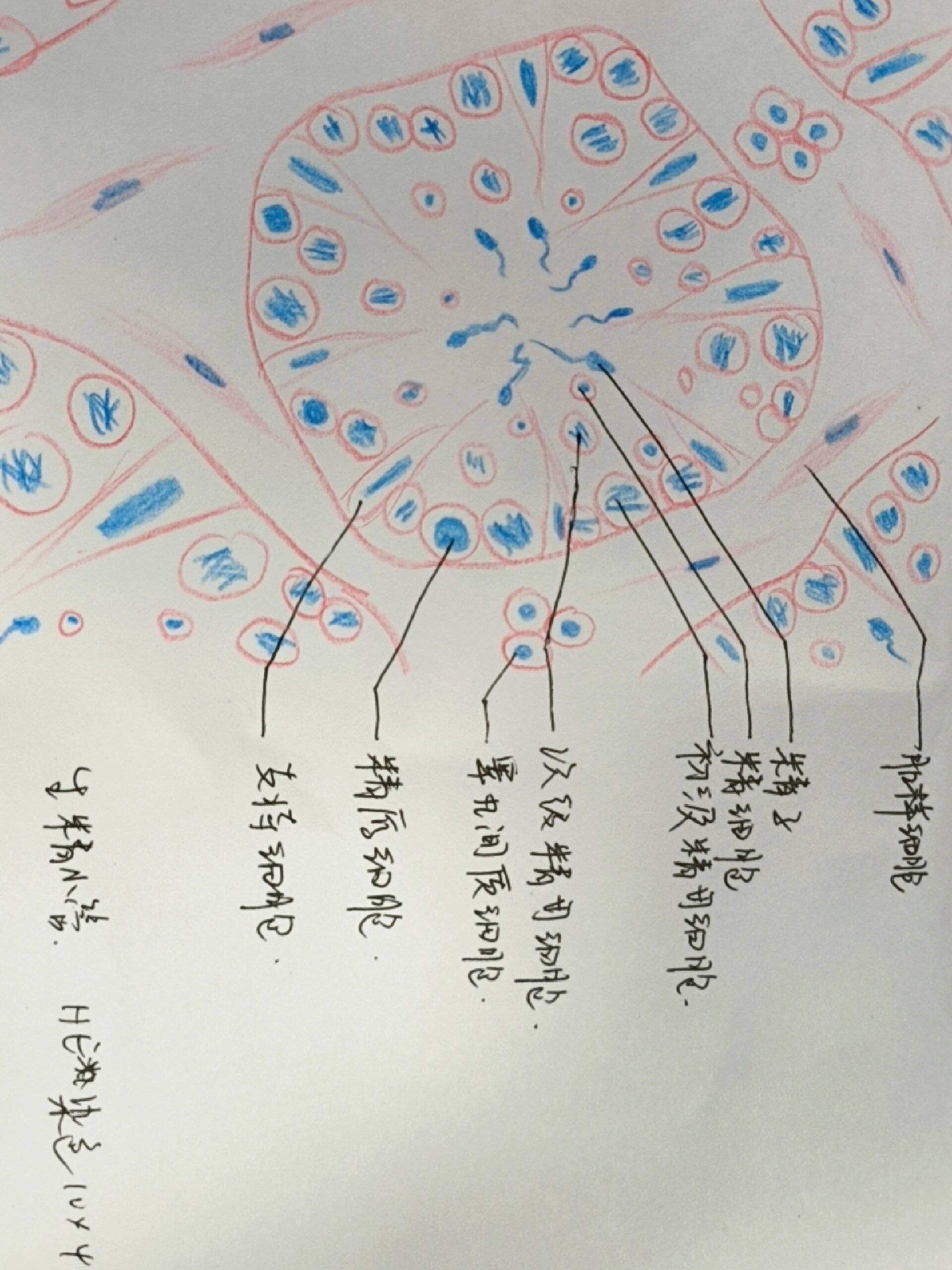 睾丸生精小管手绘图图片