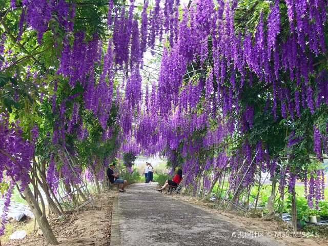 汕尾汀州花海图片