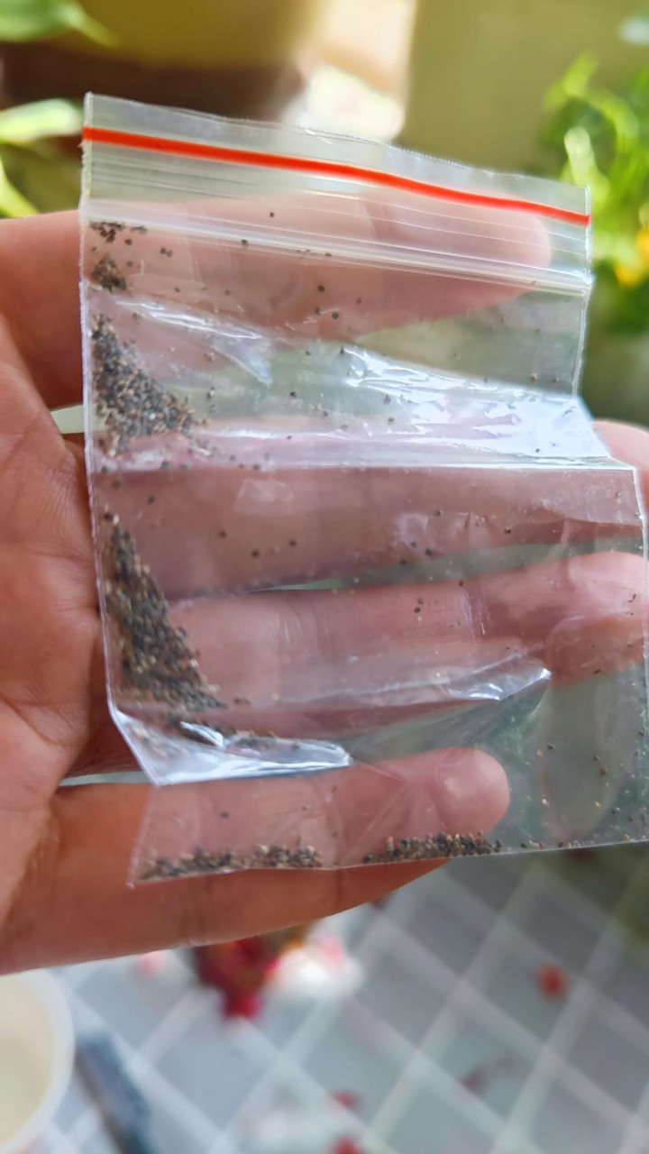 说明是先要育苗催芽,再移植,这么小的种子真不好种呀!