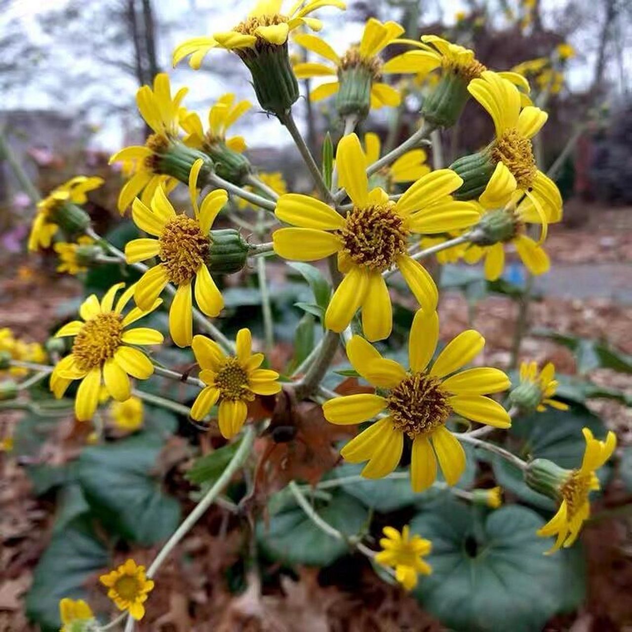 每日分享一种植物[话题]# day13 大吴风草 菊科大吴风草属植物