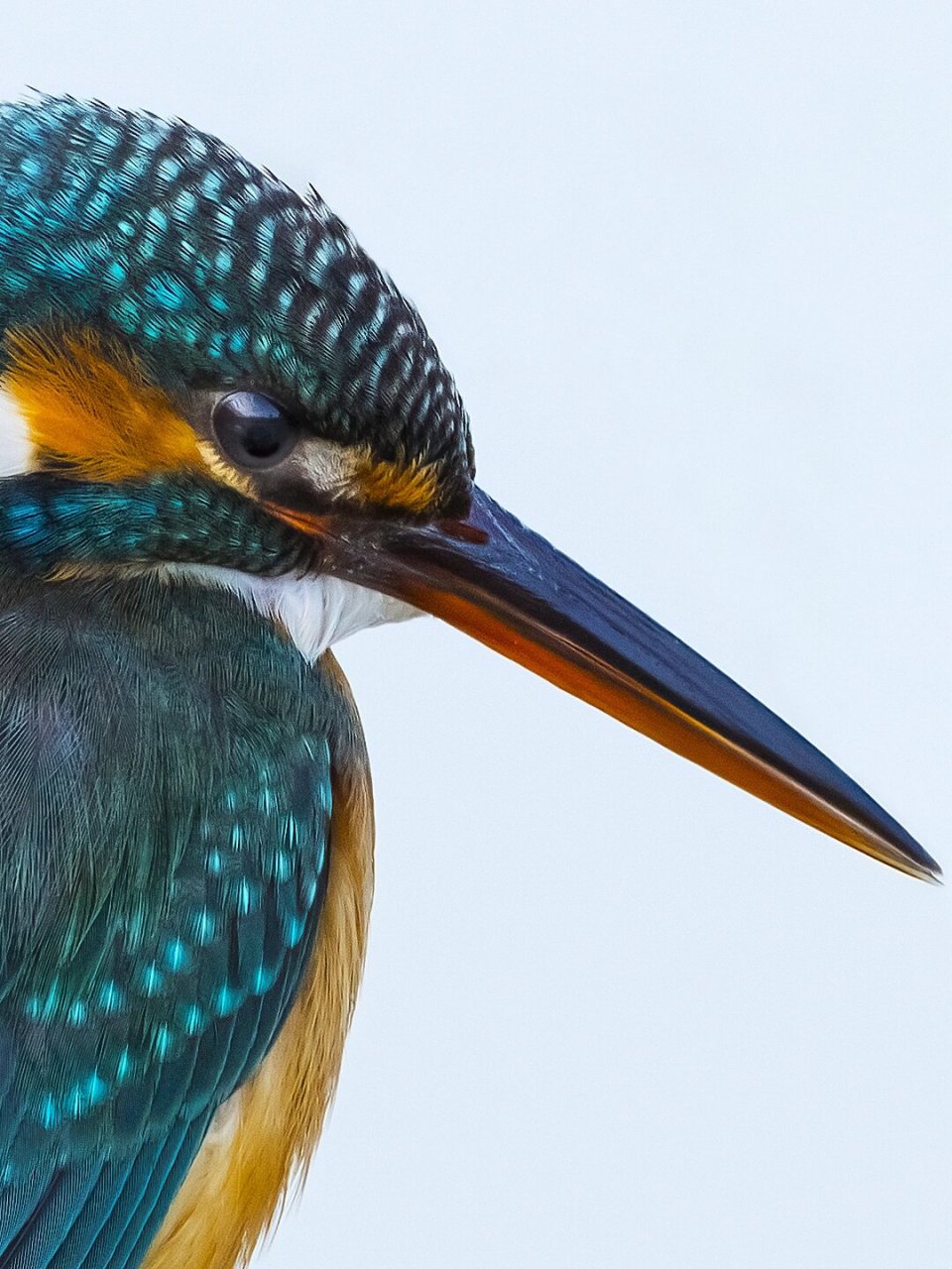 这是拍翠鸟最清晰的一张 翠鸟的羽毛仔细看,其实很漂亮