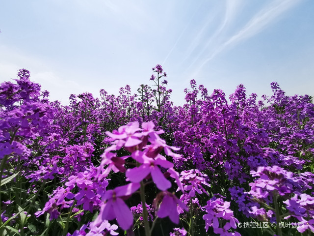 仙桃百万花海‖带你感受花中仙子