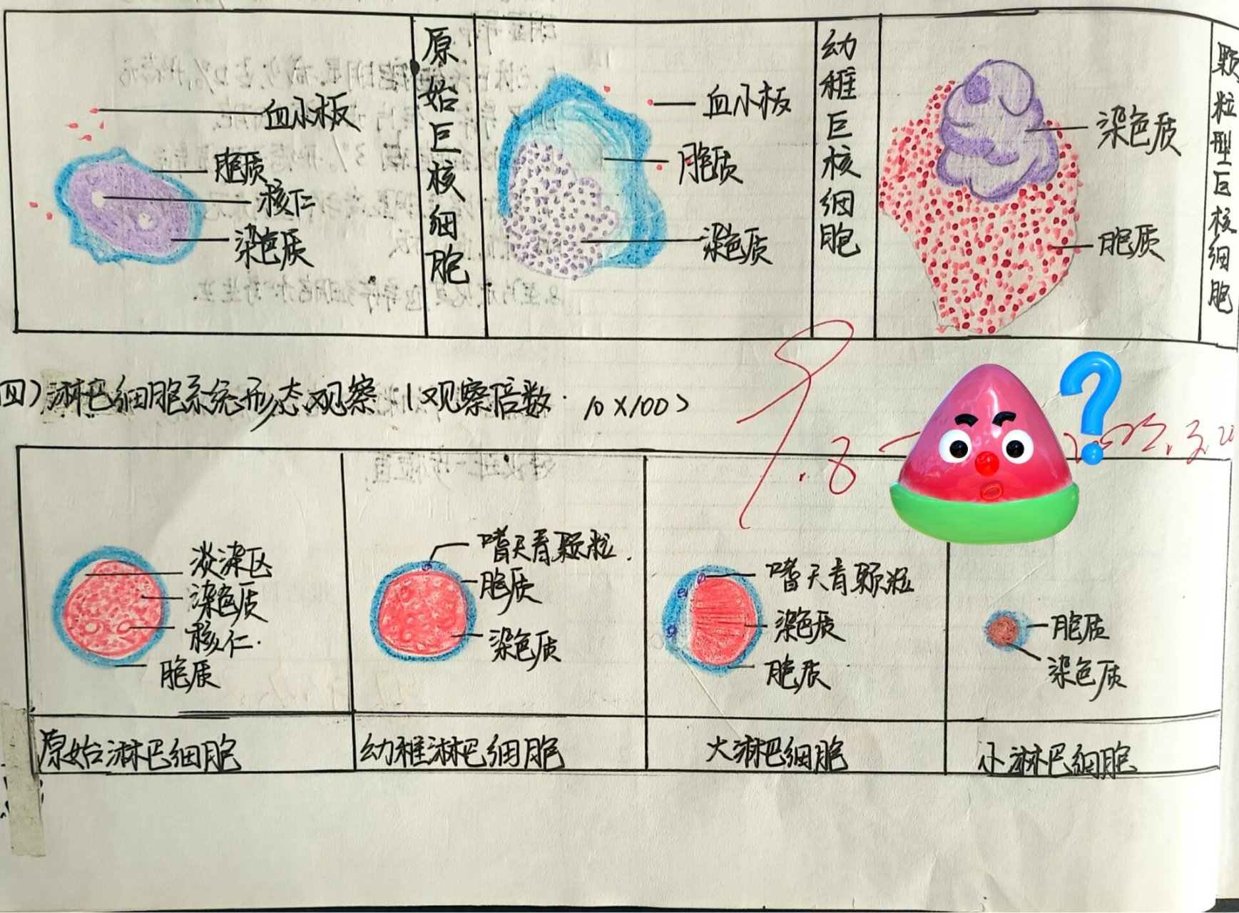 浆细胞红蓝铅笔手绘图图片