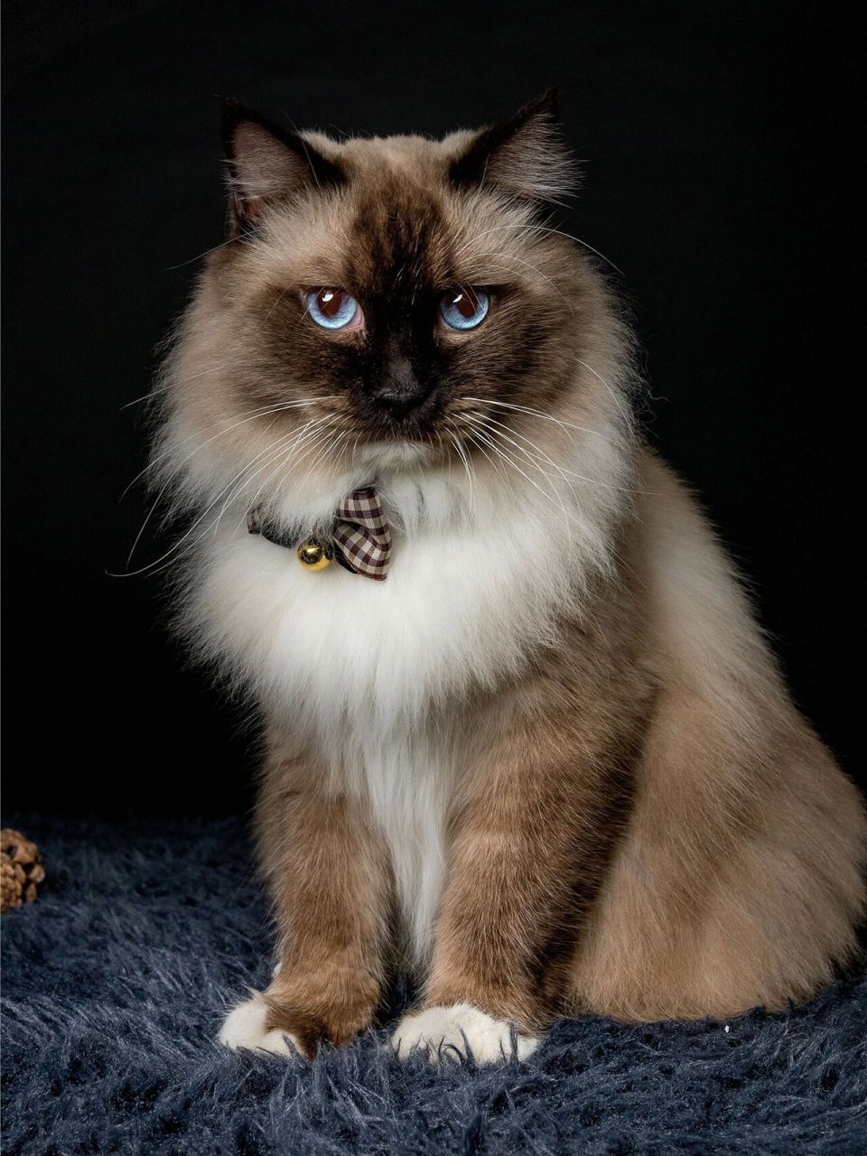 宠物照|宠物写真|宠物肖像 四只高冷的喵星人 广州内可安排上门拍摄哦