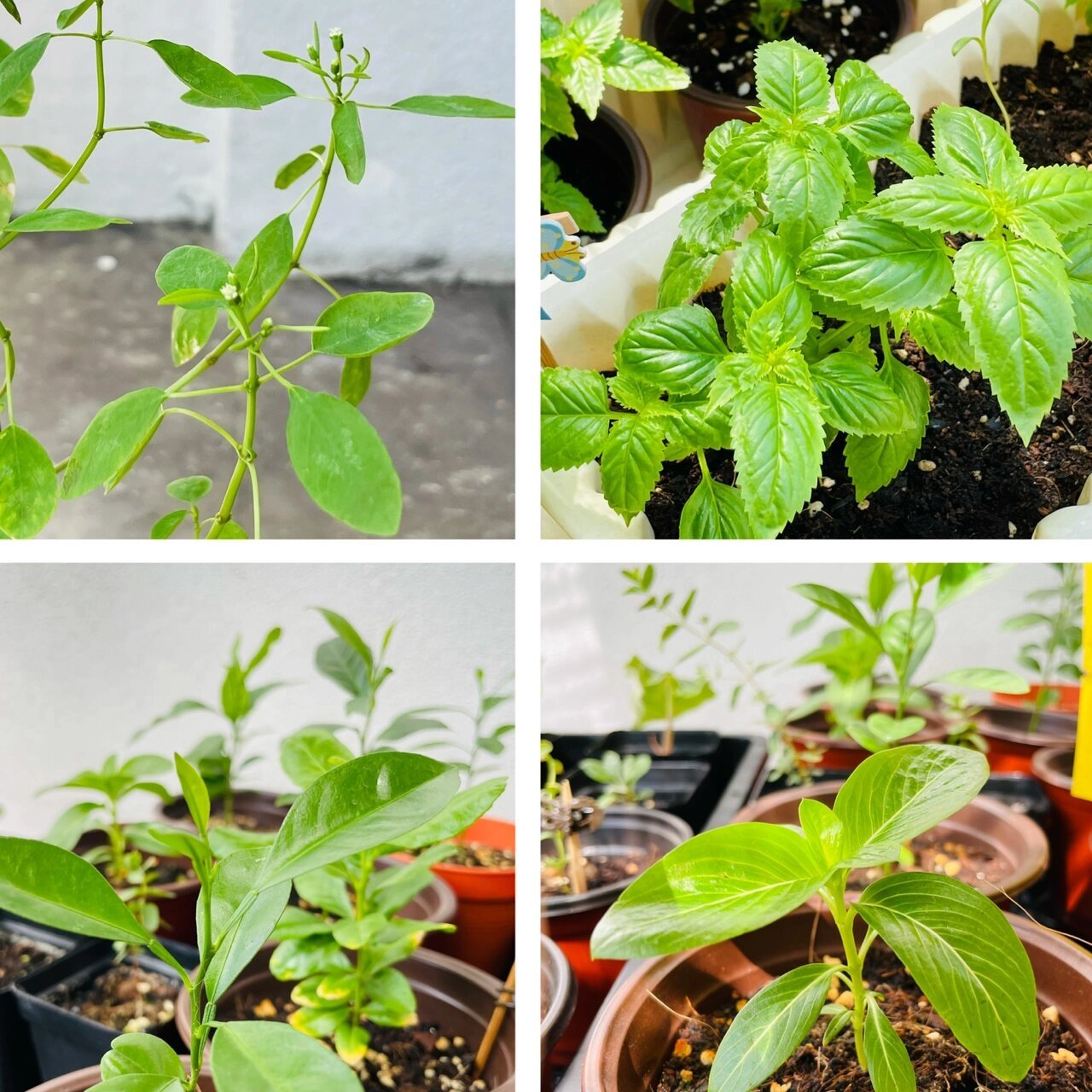 幼苗6月的成长记录 幼苗们这个月生长速度有所不同: 94夏堇快一些