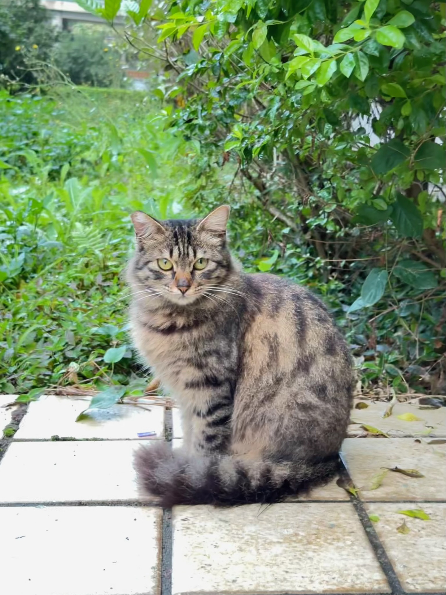 长毛狸花猫 品种图片